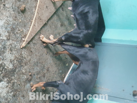 ডোবারম্যান কুকুর